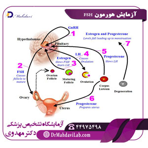 آزمایش هورمون FSH